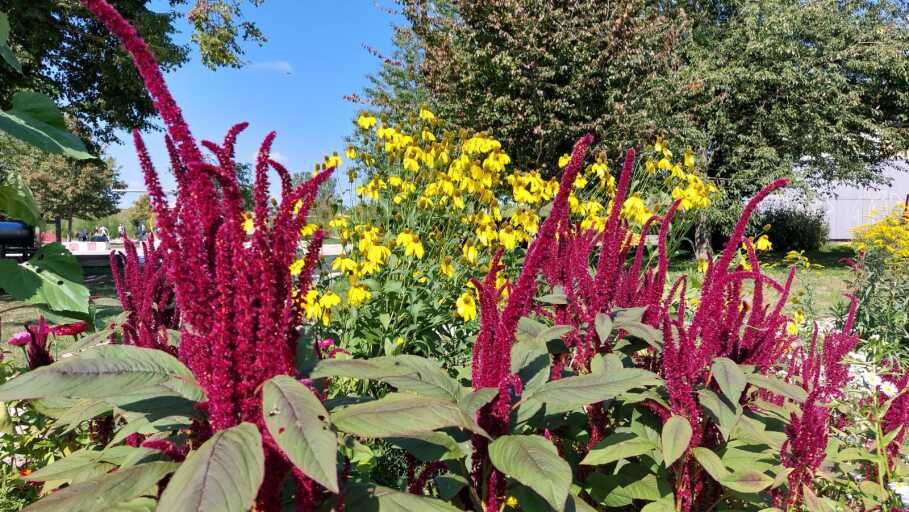 Auf diesem Bild ist ein Ausschnitt von den Bürgergärten zu sehen. Im Vordergrund sind dunkelrote Rispen-Fuchsschwanz Blumen zu erkennen.
