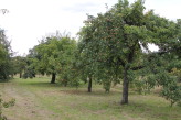 Streuobstwiese